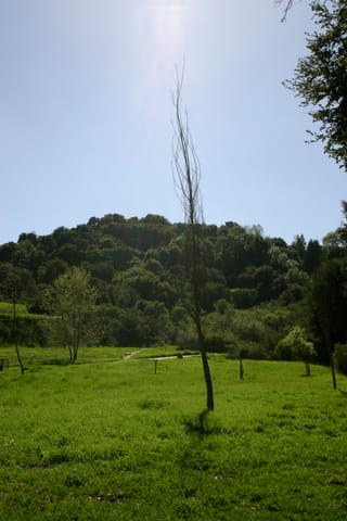 A tree appears to draw light from Heaven. 
