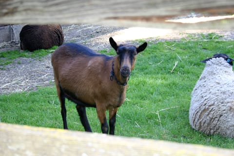 A goat among sheep at Deer Hollow Farm.