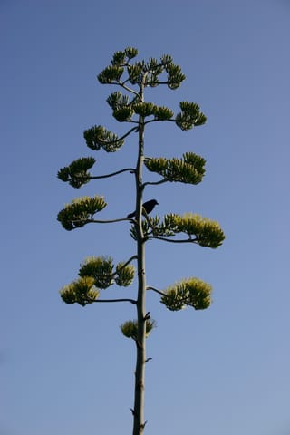 A black crow sits near the crown of a tall tree against a clear blue sky. (If you know what kind of tree this is, please let me know!)