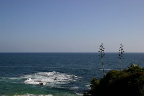 Two tall trees on a hill overlook the ocean and a clear blue sky in Laguna. 