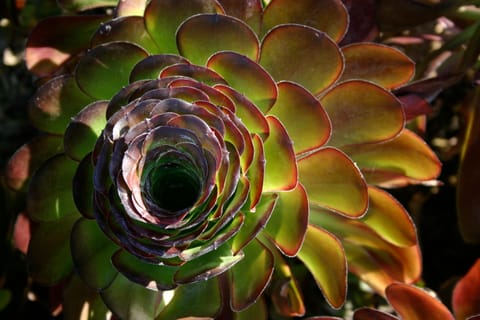 A green and red succulent plant that resembles an artichoke.