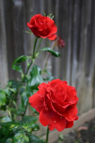 Red roses.