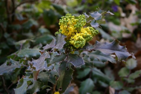 Yellow and green clusters of flowers resemble berries on a leafy bush. 
