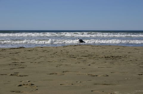 A lone seagull stands near the water's edge. 