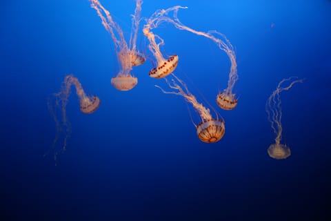 Sea Nettle jellyfish. 