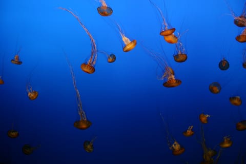 Sea Nettle Jellyfish