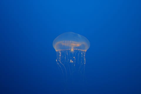 Crystal jellyfish.
