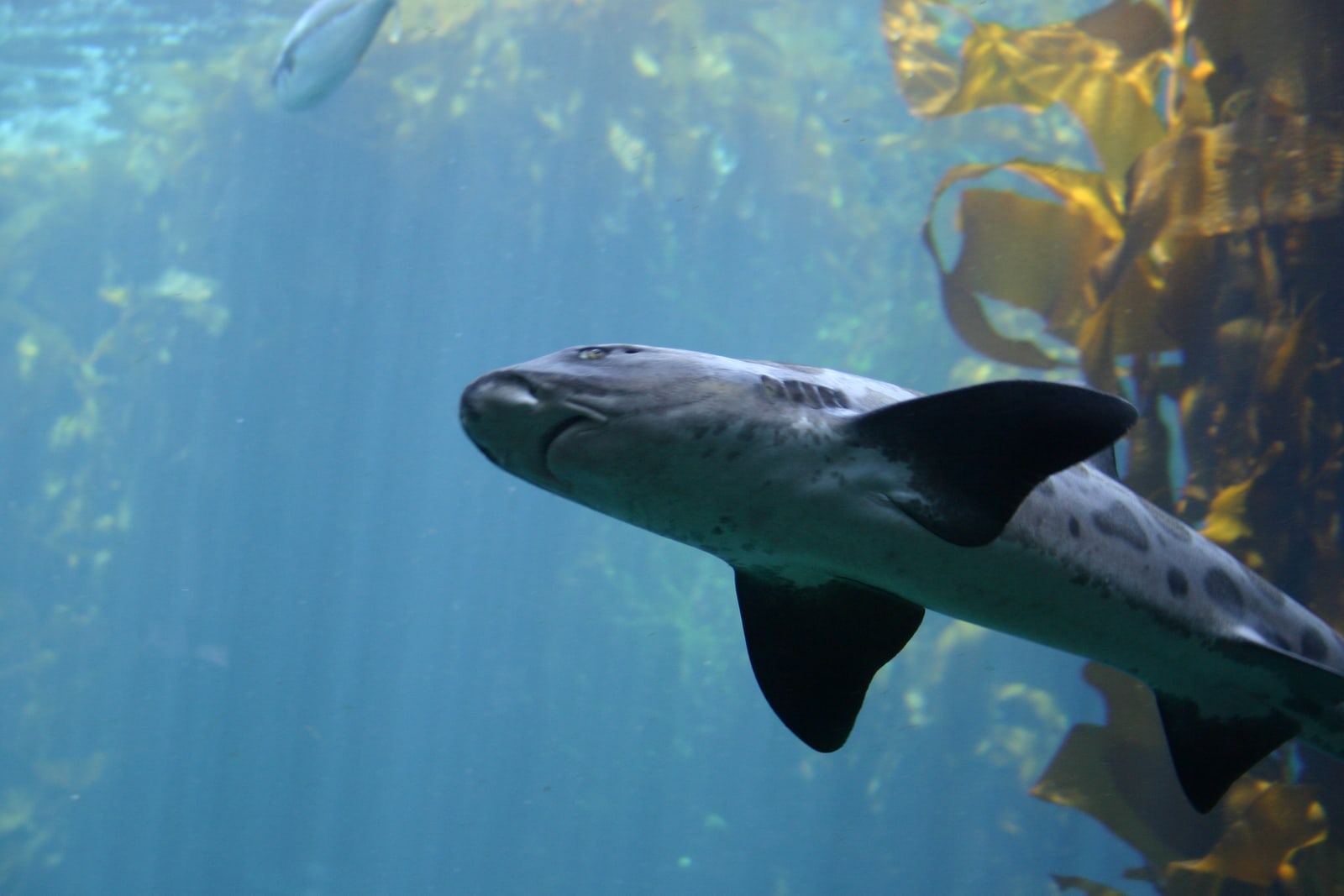 Leopard shark.