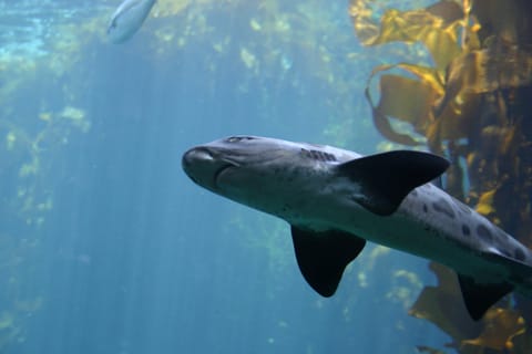 Leopard shark. 