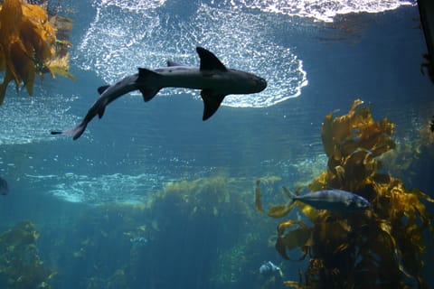 Leopard shark.