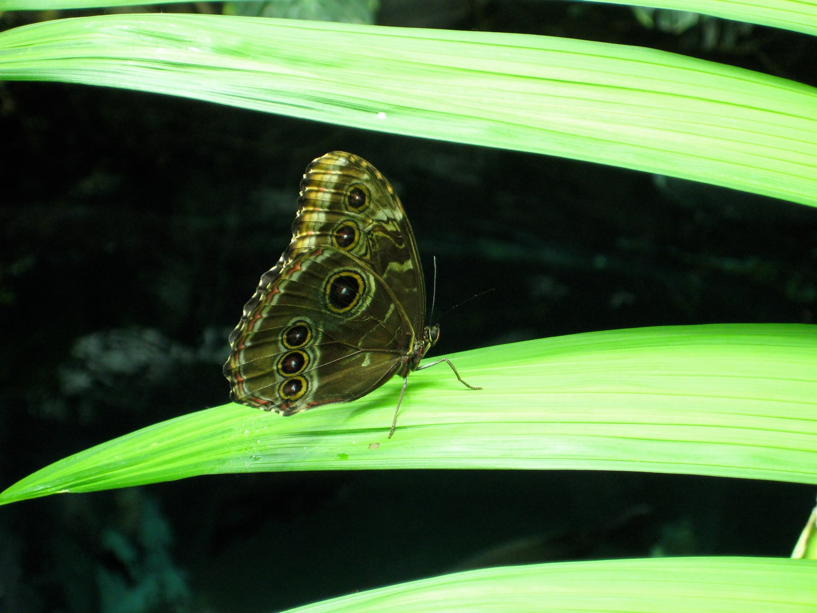 A brown butterfly with several red and yellow eye spots rests on a green leaf. This could be a "Painted Lady," but I'm not sure.