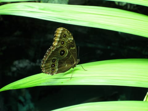 A brown butterfly with several red and yellow eye spots rests on a green leaf. This could be a "Painted Lady," but I'm not sure.