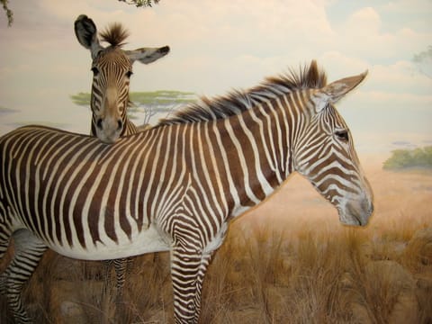 Two Grevy's Zebras hang out on the "African plain" at the California Academy of Sciences. 