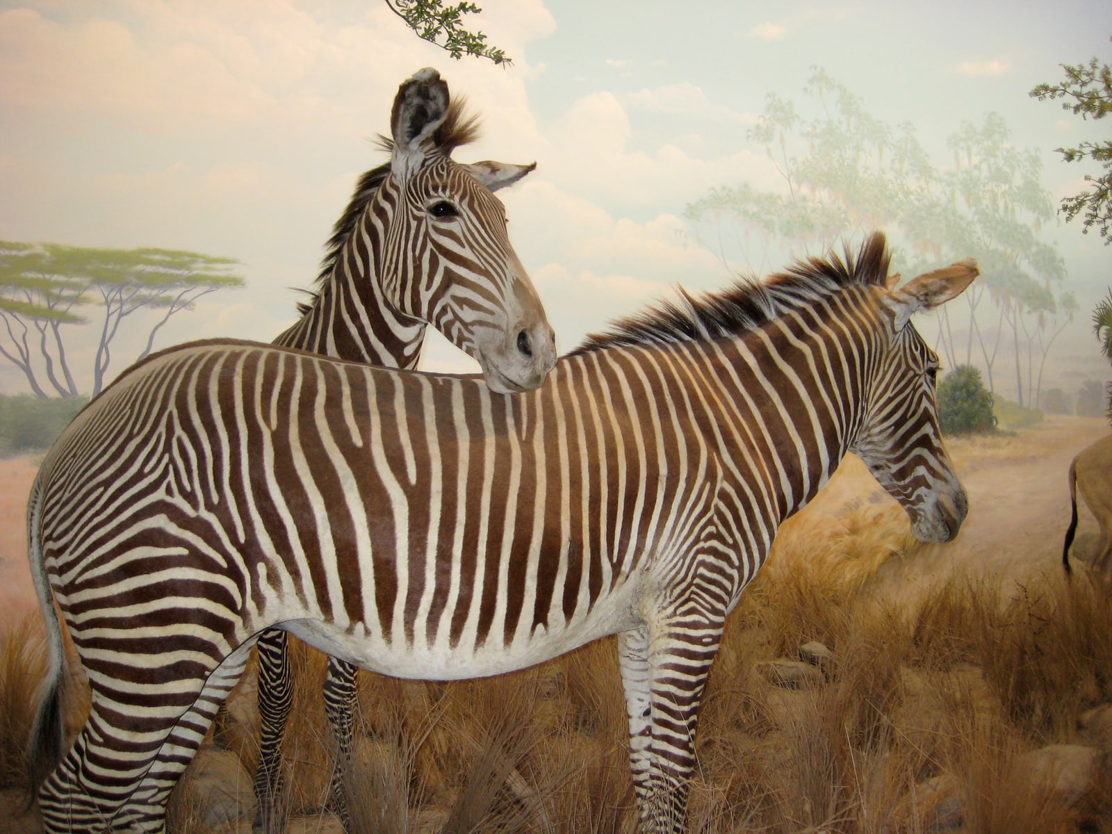 Two Grevy's Zebras hang out on the "African plain" at the California Academy of Sciences.