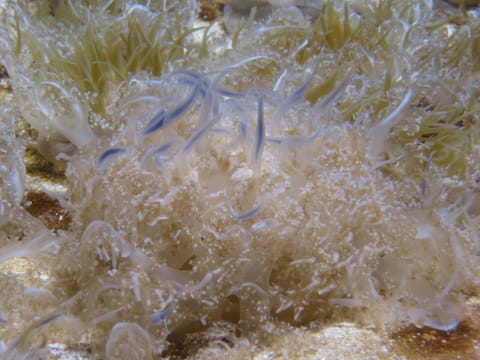 Upside down jellyfish with blue tentacles. 