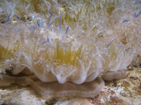 Upside down jellyfish with blue tentacles. 