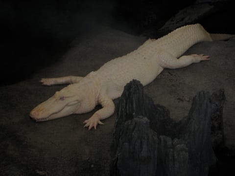 An albino alligator resides at the California Academy of Sciences.