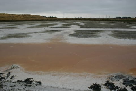 Pink salt marsh. 