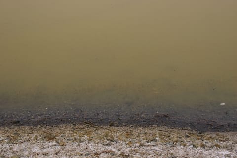 The shoreline of a murky green marsh. 