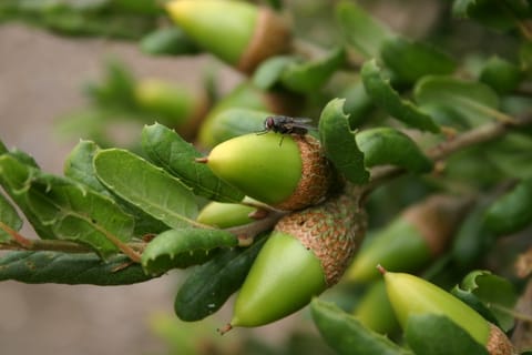 Macro of a fly, bright green acorns and oak leaves. 