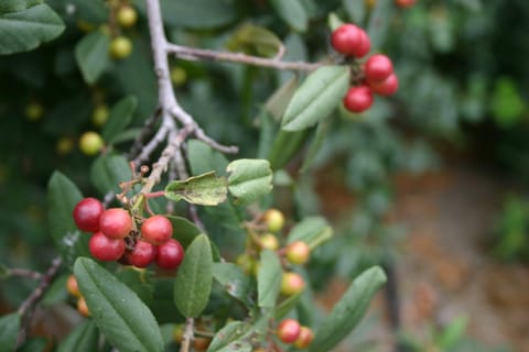 Macro of bright red berries on a tree. 