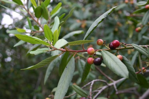Red and yellow berries on a green tree. 