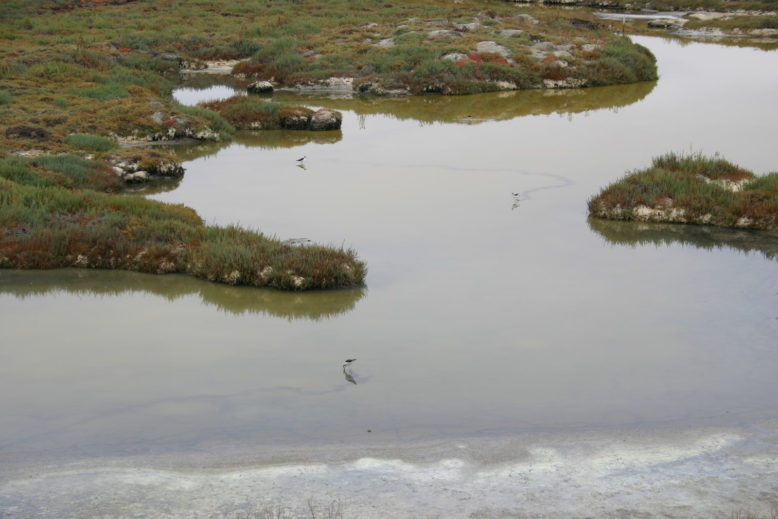 Black-necked stilts (birds) make dark trails through marsh water that curves through a colorful landscape.