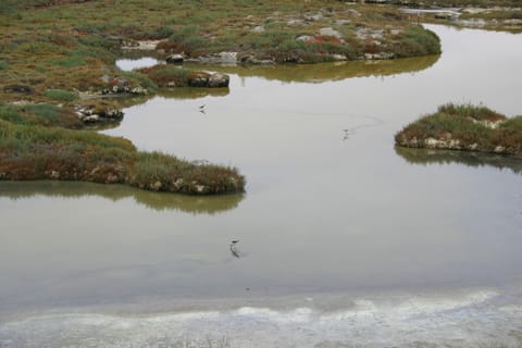 Black-necked stilts (birds) make dark trails through marsh water that curves through a colorful landscape. 