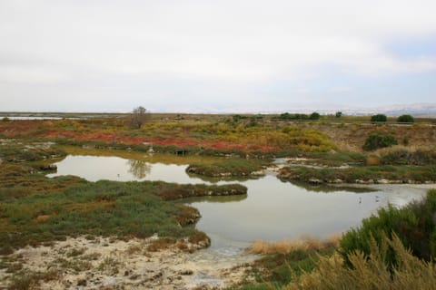 Marsh water curves through a colorful landscape. 
