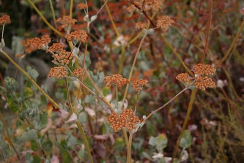 Macro of orange plants. 