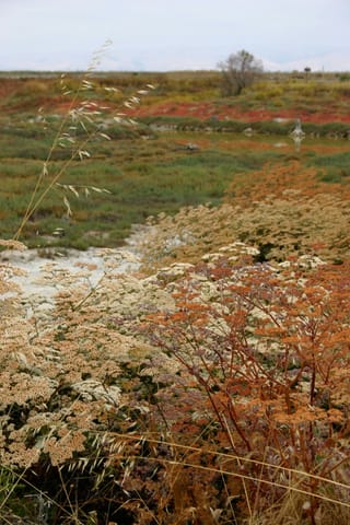 Creamy colors blend with orange, red, yellow, mauve, green and blue in this textured landscape. This photo was taken by Geneva Hudspeth and put in the Creative Commons with her permission.