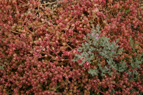 These plants on the salt marsh resemble something one might find underwater.