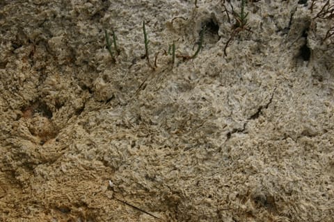 Succulents grow in strangely textured earth left behind by a dry salt marsh. 