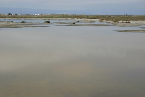 The still, murky water of a salt marsh.