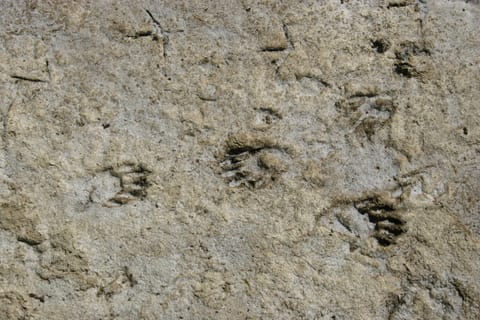 Paw prints (probably raccoon) and bird tracks in dried mud.