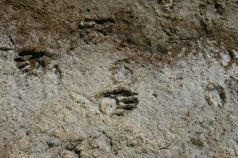 Paw prints (probably raccoon) in dried mud.