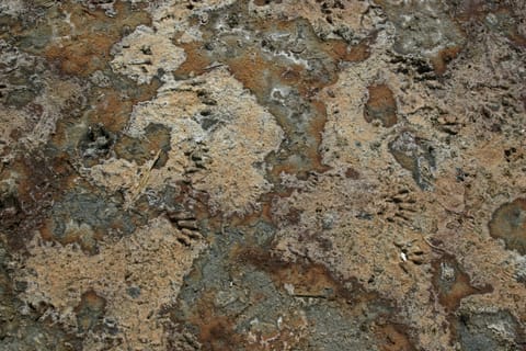 Paw prints (probably raccoon) in dried mud.