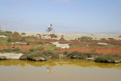 A cyclist reflected in the water of a salt marsh rides across the horizon.