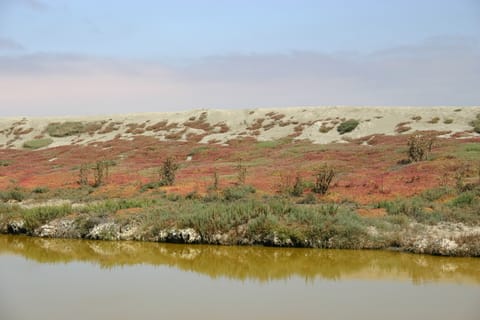Colorful plants grow on the bank of the green waters of a salt marsh.