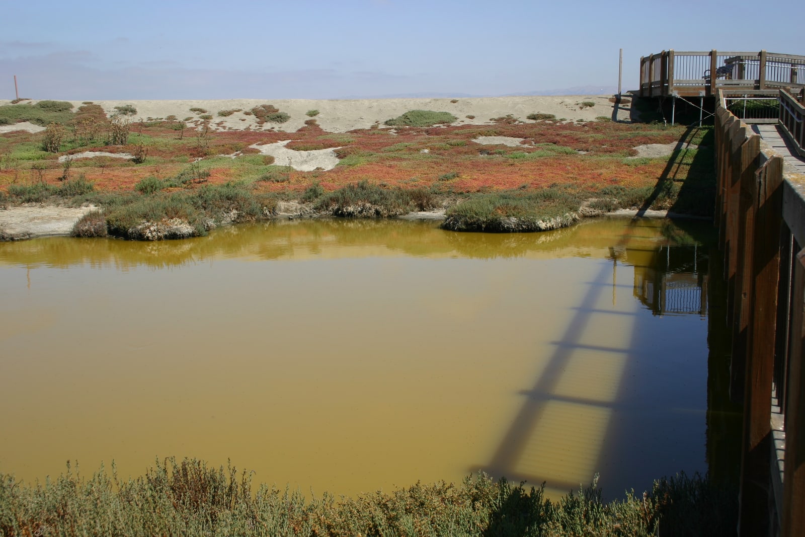 The stagnant green water of a salt marsh reflects the boardwalk bridge leading to a colorful bank. This photo was taken by Geneva Hudspeth and put in the Creative Commons with her permission.