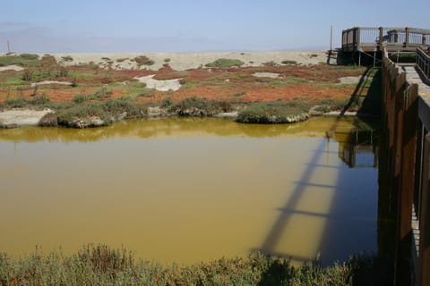 The stagnant green water of a salt marsh reflects the boardwalk bridge leading to a colorful bank.  This photo was taken by Geneva Hudspeth and put in the Creative Commons with her permission.