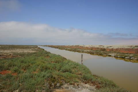 A depth marker stands upright in the stagnant green river of a salt marsh.