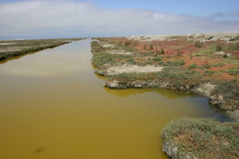 The stagnant green water of a salt marsh reflects clouds and the shadow of a flying bird near colorful plants on the bank.