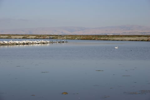 Pelicans and other sea birds congregate on an islet.