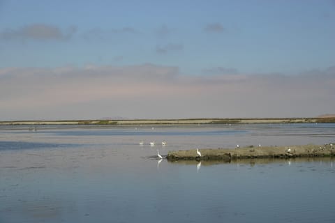 Egrets, pelicans and other sea birds near an islet.