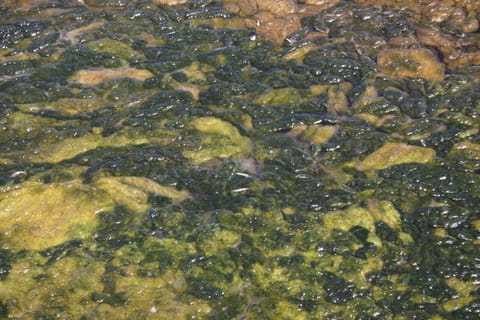 Lovely marsh muck.