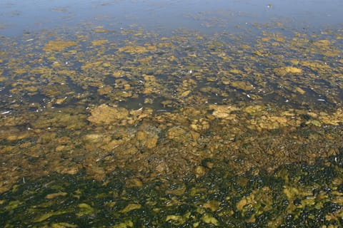 Lovely marsh muck.