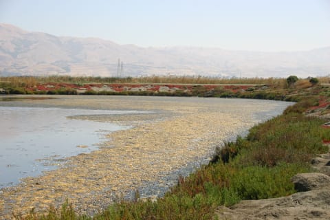 Lovely marsh muck, ringed by beautiful colors on a curving bank.