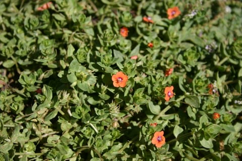 The scarlet pimpernel.
