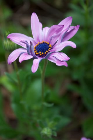 A purple African daisy with a blue and yellow center, on a blurred green background (portrait orientation).